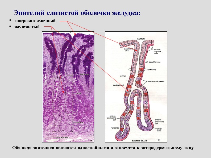 Эпителий слизистой оболочки желудка:  покровно-ямочный   железистый Оба вида эпителиев являются однослойными